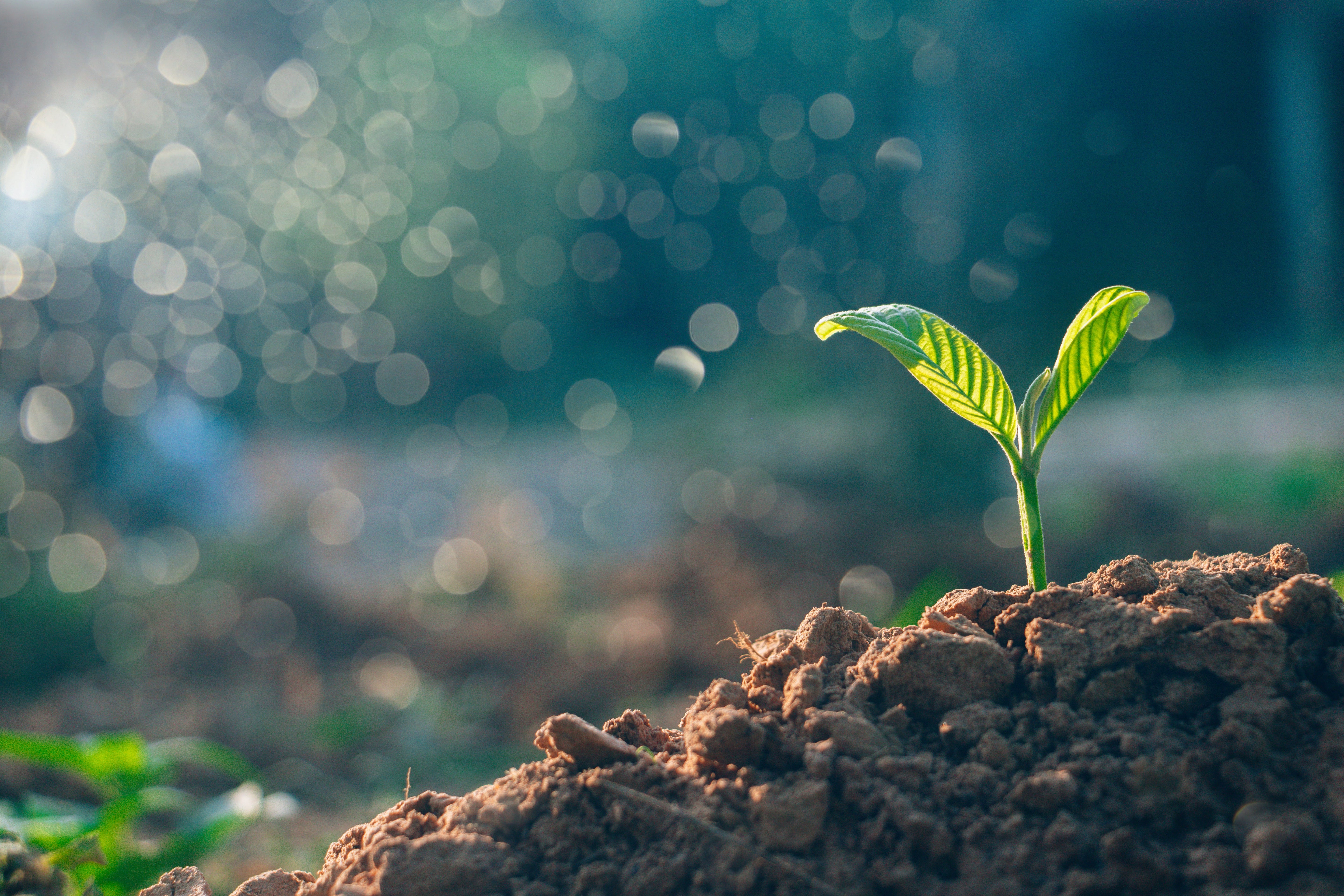 Basic Bonsai Growing Method -Fertilizer-